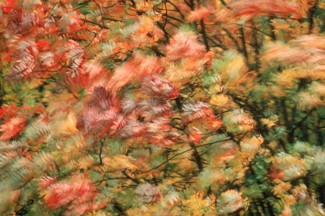 Michael Yamashitaさんのインスタグラム写真 - (Michael YamashitaInstagram)「Blowing in the wind. #fall #fallfoliage #fallcolors」9月27日 23時30分 - yamashitaphoto