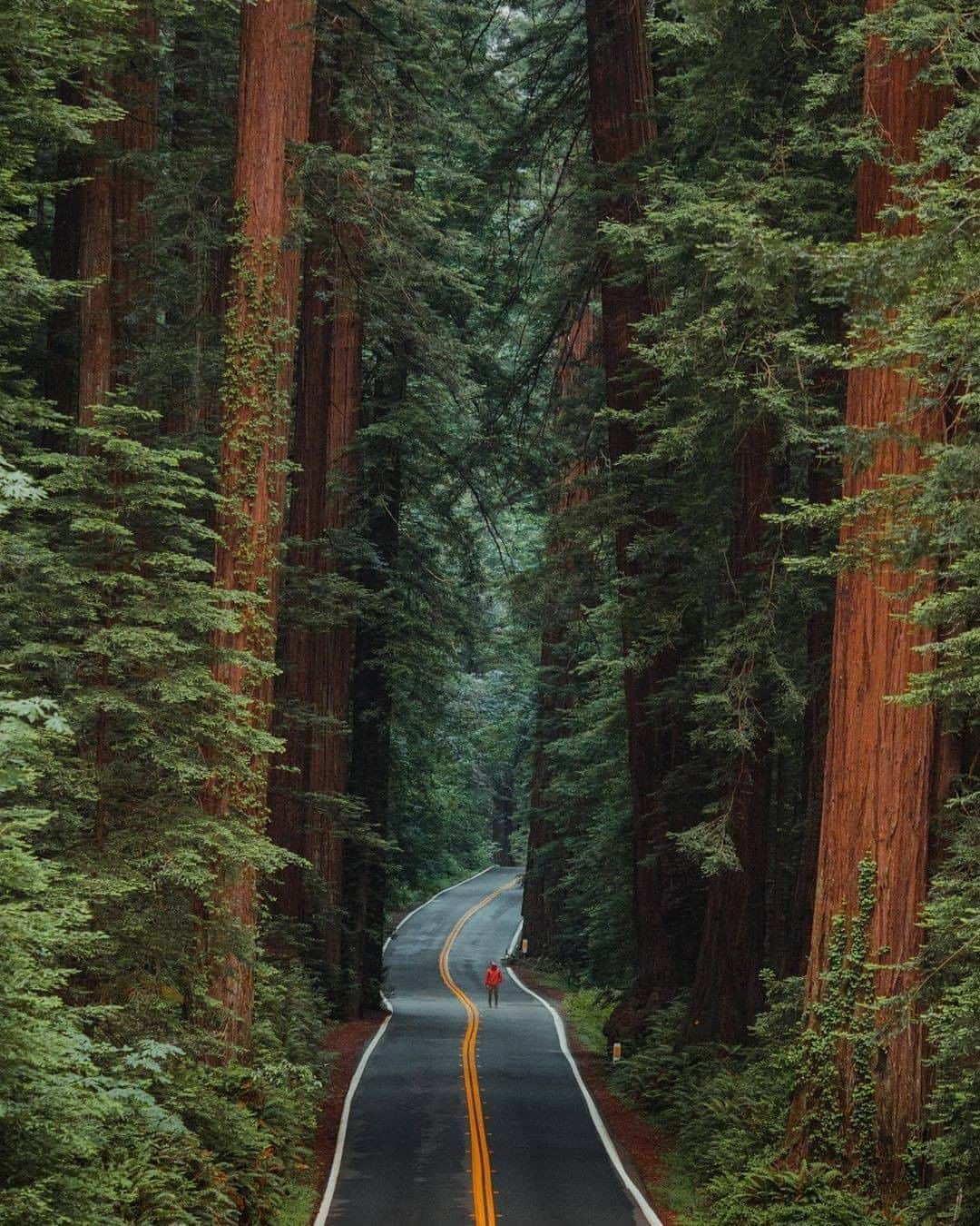 Discover Earthさんのインスタグラム写真 - (Discover EarthInstagram)「How does this image make you feel? 🇺🇸 #discoverCalifornia with @tylerwayneglass  #redridinghood #california #scale」9月28日 0時00分 - discoverearth