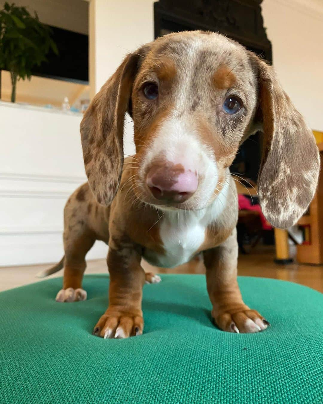 ジャックムスさんのインスタグラム写真 - (ジャックムスInstagram)「MY NAME IS TOUTOU :)  IM THE NEW MEMBER OF THE FAMILY :)  @mynameistoutou」9月27日 23時54分 - jacquemus