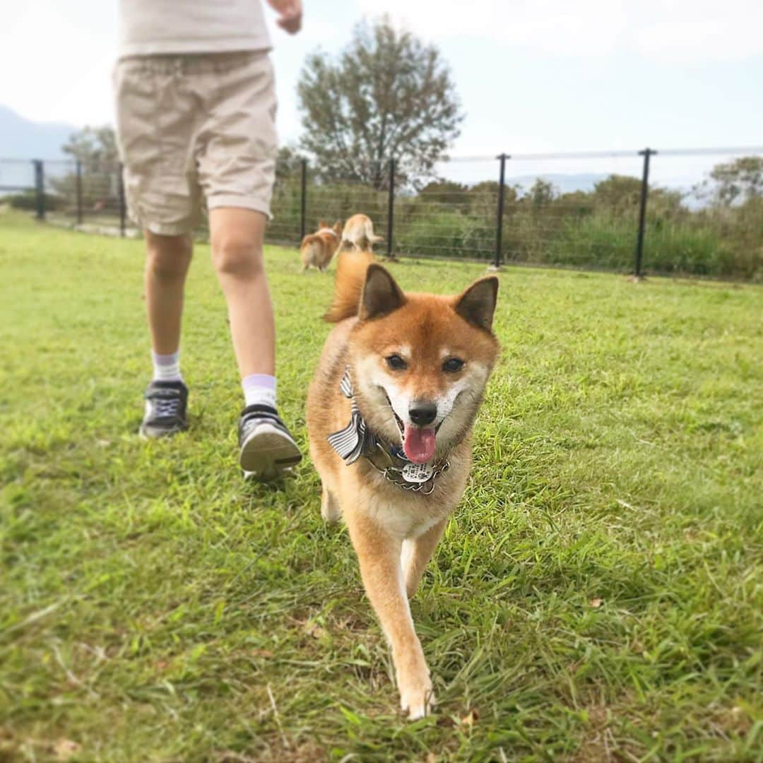 柴犬はなこ Shibainu Hanakoのインスタグラム