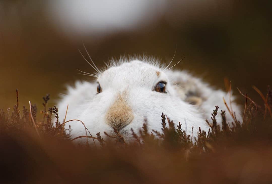 thephotosocietyさんのインスタグラム写真 - (thephotosocietyInstagram)「Photograph by @andyparkinsonphoto/@thephotosociety      Mountain hare making like a pancake – I shall forever cherish the four days that my uncle and I spent with this wonderful creature high in the Scotland’s Monadhliath mountains. On day one we were amazed at how trusting and confiding she was and for the next three days we returned to always find her in exactly the same spot. She came to know our voices and it seemed, to trust us implicitly. In no time at all I was able to wander slowly around her, pondering the compositional possibilities and all from just a few feet away. In our rapidly warming world images like this can now convey a more worrying trend, a trend that some 8 or so years ago I was only just starting to notice. Now it seems the trend is here to stay and Scotland’s mountains are remaining snow-free for more and more of the winter. For mammals such as these, with such unique adaptations the outlook is worrying and perhaps a little bleak. Their camouflage has evolved for a reason for those hares with the whitest coats more likely to survive, thereby passing on their genes to their offspring, such is the wonderful adaptive nature of natural selection. But now this evolutionary gift is becoming a curse, leaving these hares more vulnerable to predation from both their avian and terrestrial predators, birds like golden eagles or mammals like fox and stoat. Now of course we shall start to witness a different variation of natural selection, where those hares that perhaps have a darker coat, more grey or brown, will be the hares more likely to survive. It will be they that pass on their genes, their advantage to their progeny, the only question of course is whether they have the luxury of time and whether or not they will indeed be able to adapt to survive.」9月28日 0時13分 - thephotosociety