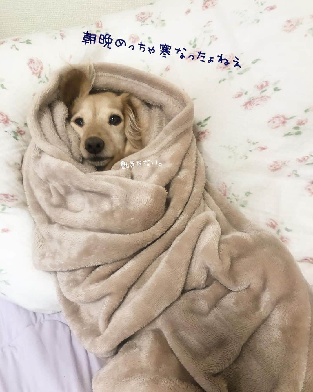 チズさんのインスタグラム写真 - (チズInstagram)「この姿🐶みると 秋の訪れを感じます🍁笑 なんかほっこりする❤︎ #芋虫じゃないよ  #マロンです 🐶💕 #毛布大好き犬  #秋の訪れ 🌾 #いい夢みろよ 🌙 #おやすみなさい 😪💤  #初老ライフ#親父の日常 🐶  #Mダックス#ダックス#ミニチュアダックス #親父犬#シニア犬#ミニチュアダックスフンド #ミニチュアダックスクリーム#短足部 #短足犬#カニンヘンダックス #ダックス14歳#カニンヘンダックスフンド#犬は家族#犬のいる生活#シニアライフ#インスタでわんこみるのが日課 ♡♡」9月28日 0時26分 - sqi.chizu