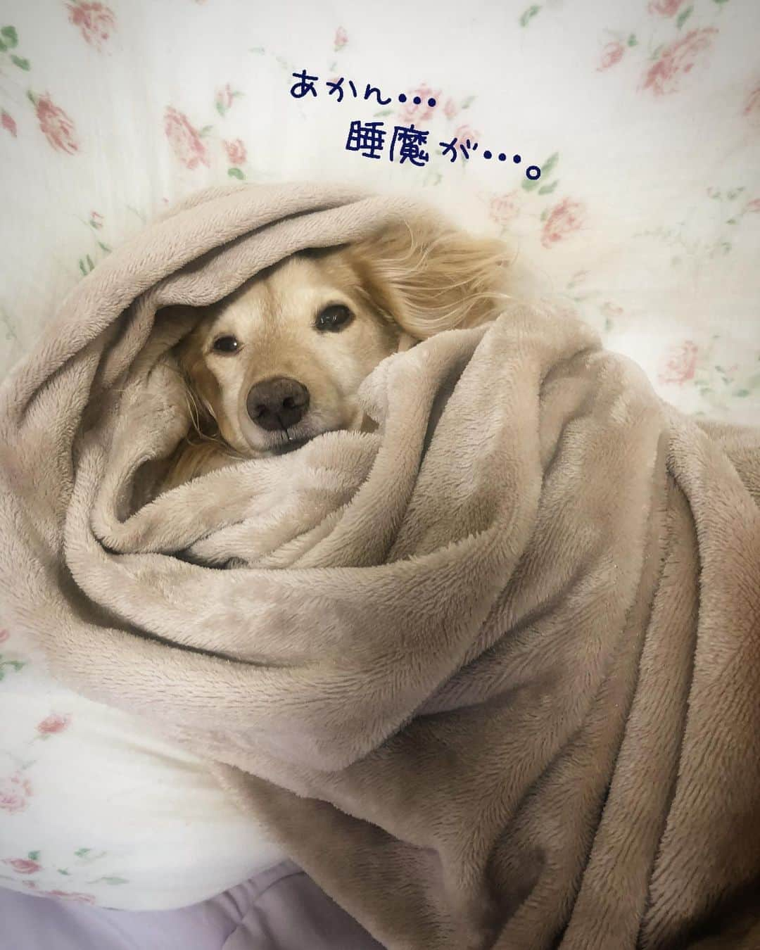 チズさんのインスタグラム写真 - (チズInstagram)「この姿🐶みると 秋の訪れを感じます🍁笑 なんかほっこりする❤︎ #芋虫じゃないよ  #マロンです 🐶💕 #毛布大好き犬  #秋の訪れ 🌾 #いい夢みろよ 🌙 #おやすみなさい 😪💤  #初老ライフ#親父の日常 🐶  #Mダックス#ダックス#ミニチュアダックス #親父犬#シニア犬#ミニチュアダックスフンド #ミニチュアダックスクリーム#短足部 #短足犬#カニンヘンダックス #ダックス14歳#カニンヘンダックスフンド#犬は家族#犬のいる生活#シニアライフ#インスタでわんこみるのが日課 ♡♡」9月28日 0時26分 - sqi.chizu