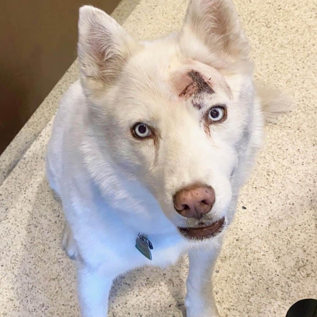 ケン・ブロックさんのインスタグラム写真 - (ケン・ブロックInstagram)「When dogs attack porcupines, it usually ends with an ugly situation for the dog. And this time, it was even ugly a month later! Yuki got swelling and infection from a quill that got stuck in her, and she’s been cut open, but she’s healing now. Why do dogs like to attempt fate with the porcupines so much?? #yukithedestroyer」9月28日 1時00分 - kblock43