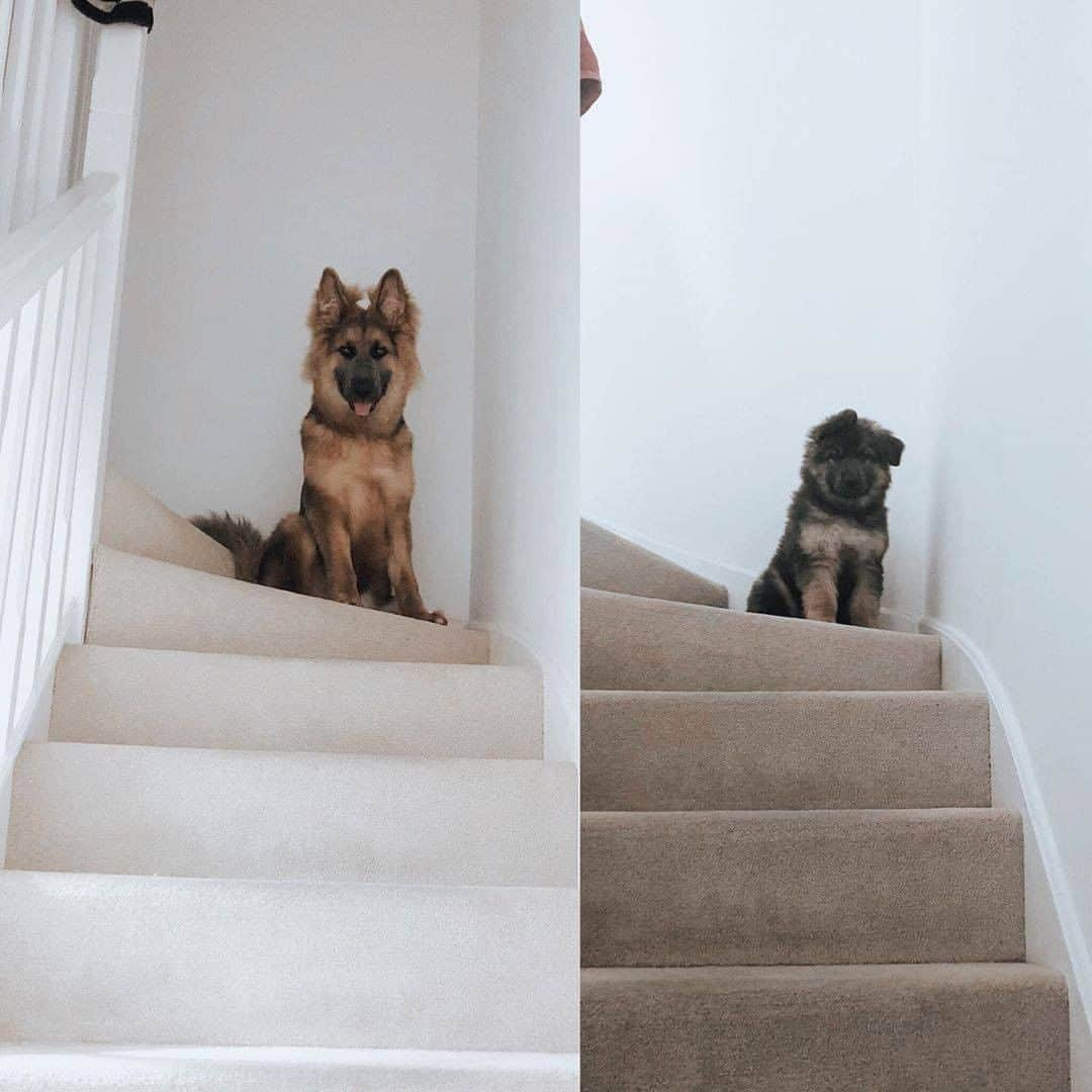 8crapさんのインスタグラム写真 - (8crapInstagram)「“The difference 5 months make ❤️🐺” - Want to get featured like him? Join “The Barked Club” on FACEBOOK and post something now! 👉 barked.com - 📷 @shepherdthetitan - #TheBarkedClub #barked #Barked10MonthsChallenge #dog #doggo #puppy #pupper #GermanShepherd #GSD #GermanShepherdPuppy」9月28日 1時00分 - barked