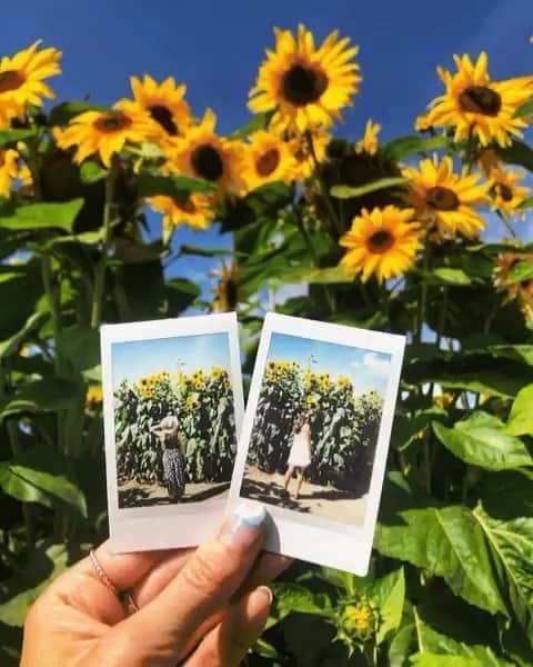Fujifilm Instax North Americaさんのインスタグラム写真 - (Fujifilm Instax North AmericaInstagram)「Lots of sunflowers for a Sunday 🌻☀ ⁠ ⁠ 🖼️ Source: @megemclark」9月28日 1時01分 - fujifilm_instax_northamerica