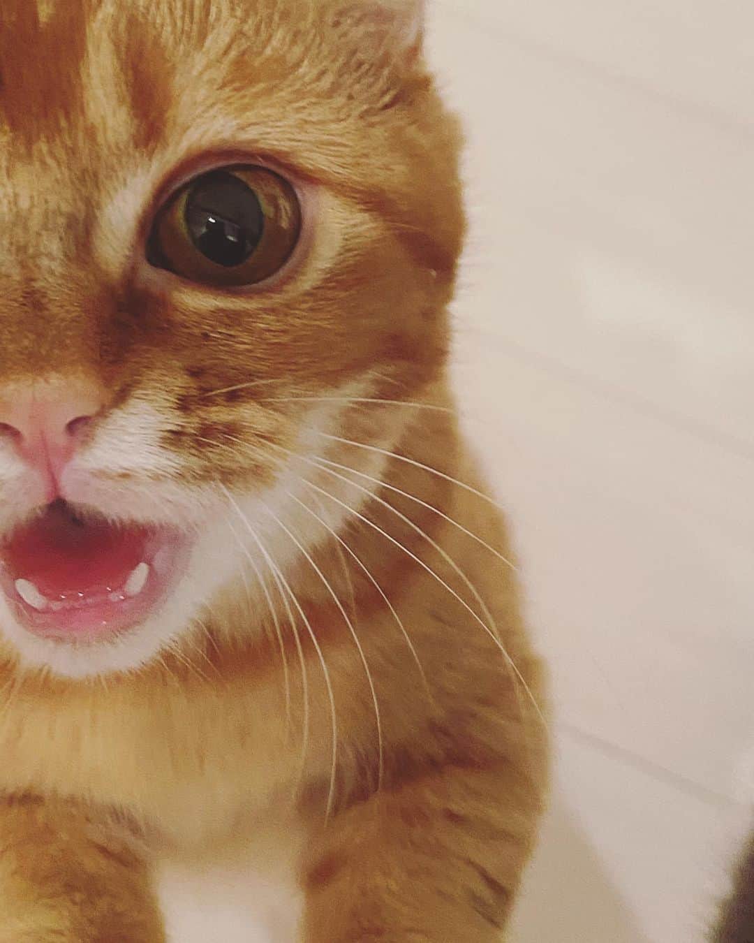 のインスタグラム：「つむくも😊ドアップ❤️」
