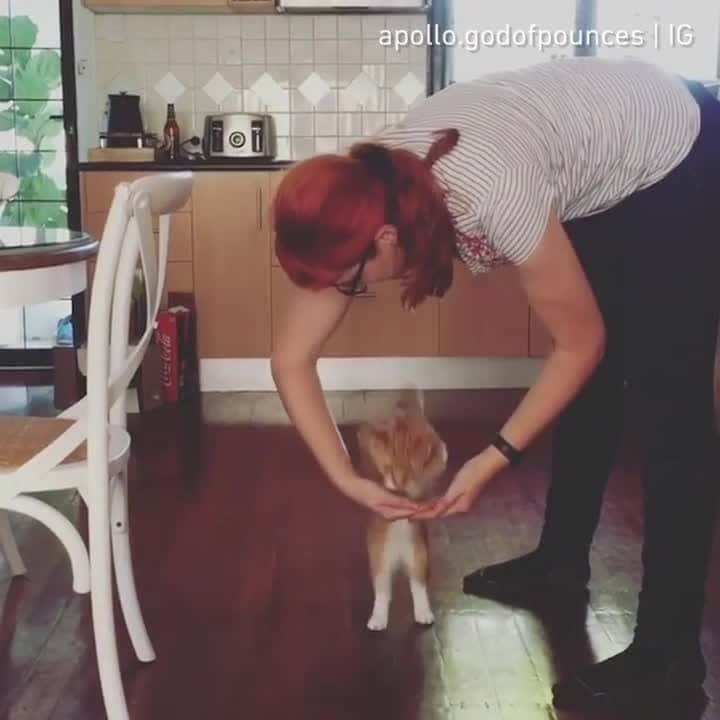 のインスタグラム：「I’ve been a busy kitty learning tricks since my hoomans have been working from home⠀ ⠀ 🎥@apollo.godofpounces⠀ ⠀ Tag #MMGTW get a chance to be featured by @9gag , @meowed and 9GAG Cute⠀⠀⠀⠀ ⠀ #meowed @meowed #MyMeowGotTalentWeek #MyMeowGotTalent #apollogodofpounces #Rescuedcat #adoptdontshop #Apollo #smartcat #gingercat」