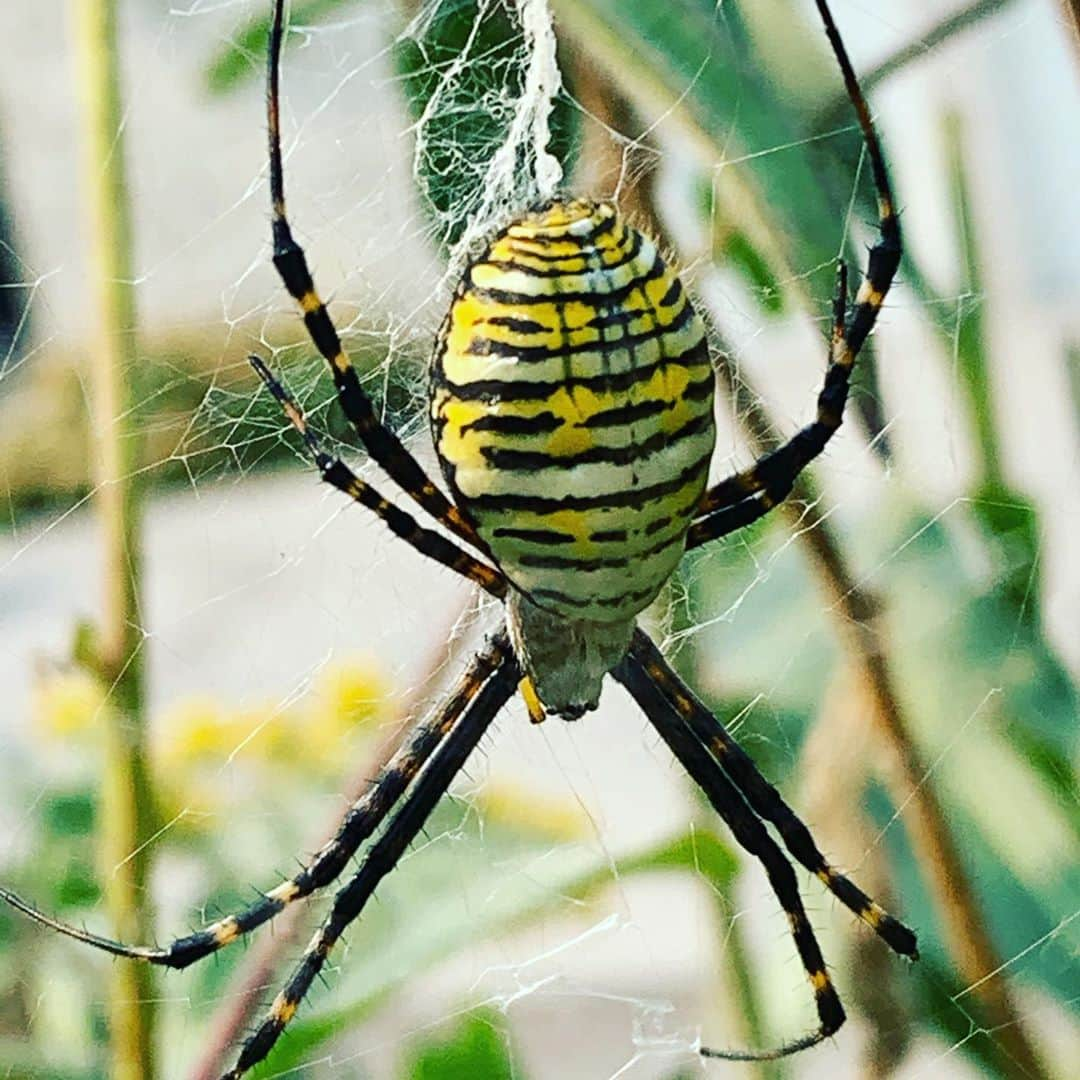 キーファー・ハベルのインスタグラム：「#Gardenorbweaver #spider #macro #archnid」