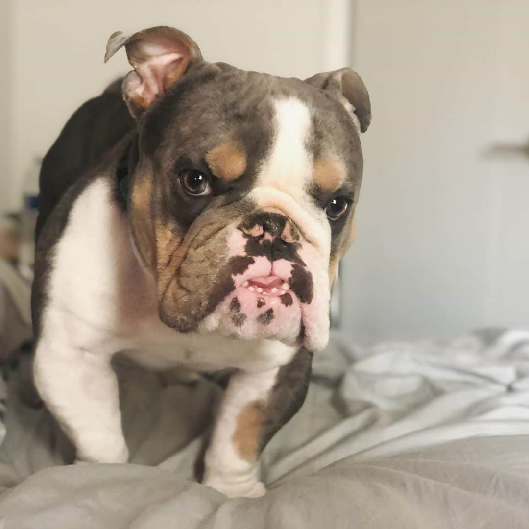 Bodhi & Butters & Bubbahのインスタグラム：「Get up mom! It’s breakfast time 🥞  . . . . . #breakfast #in #bed #sunday #snuggles #sundayfunday #mylove #mylife #cute #boy #bulldog #dog #momlife #dogsofinstagram #bestoftheday #smile #weekendvibes」