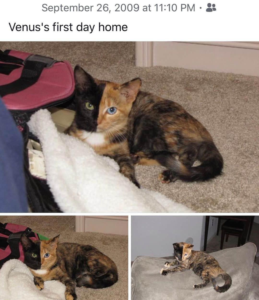 Venus Cat のインスタグラム：「Happy Gotcha Day Venus! We met exactly 11 years ago late last night!! ❤️ We knew you were special from the first time we saw your picture & when we met you, your personality was even better than we’d hoped. The bond we share is one of the strongest I’ve known. 😻 Despite keeping you our little secret treasure for 3 years, someone who was amazed by you & didn’t know we didn’t want to share you publicly, posted your pic to Reddit & the rest is history. Even though the timing wasn’t ideal & it’s been a LOT of work keeping up with all this (learning curves, etc), we’ve been able to do some amazing things together, help people & pets in need, make some great friends along the way, & more.  The messages I’ve gotten from people whose lives you’ve touched in various ways & how they’ve made me feel are immeasurable & a big part of what keeps me creating new content! I’m so glad that person (we found out later her name is Zoe, an animal lover w/ a big heart) unknowingly pushed us out of our comfort zone to sharing you with the world because you are, in many ways, so special to so many people that we’re honored to share you with your fans!  Big thank you to Jeanni for arranging this adoption & meeting my husband at the airport with her 11 years ago today to bring her home to FL. We’ll never forget this day as long as we live &  are so grateful for your help! ❤️ Here’s to what we hope will be at least another 11 years!! 😺🐾❤️ #gotchaday #happyadoptionday #adoptionday #oneofakind #weeklyfluff」