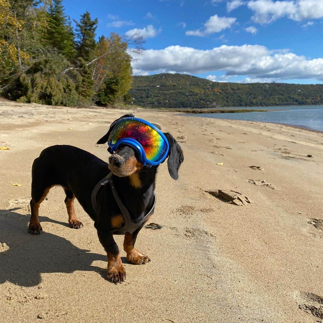 Crusoe the Celebrity Dachshundさんのインスタグラム写真 - (Crusoe the Celebrity DachshundInstagram)「“We found a nice beach and we ain’t even down south! 😋👍” ~ Crusoe」9月28日 2時44分 - crusoe_dachshund