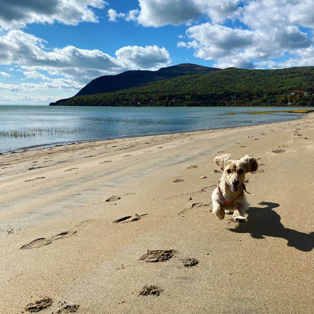 Crusoe the Celebrity Dachshundさんのインスタグラム写真 - (Crusoe the Celebrity DachshundInstagram)「“We found a nice beach and we ain’t even down south! 😋👍” ~ Crusoe」9月28日 2時44分 - crusoe_dachshund