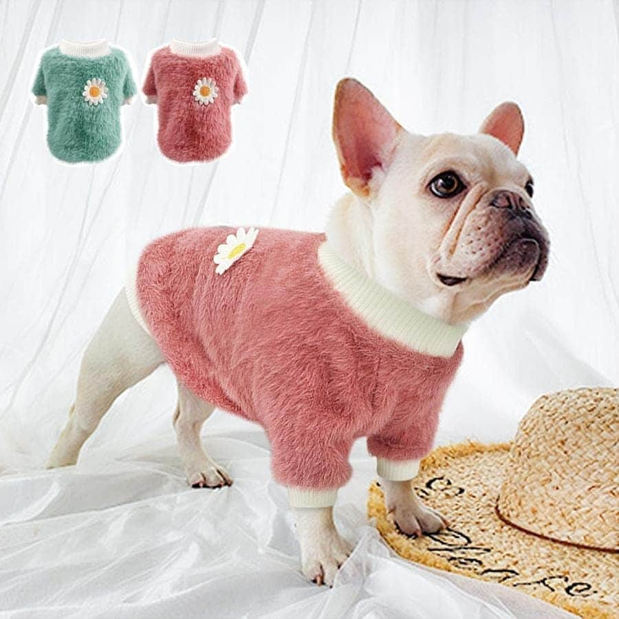 French Bulldogさんのインスタグラム写真 - (French BulldogInstagram)「Daisy French Bulldog Sweater 🌼🌼🌼 Only in @frenchie.world Shop 🛒🛍✔ ... Your little batpig can look both stylish and snug when walking outside in cold weather by wearing our Daisy French Bulldog Sweater. . . . . . #frenchie #frenchies #frenchiesofinstagram #フレンチブルドッグ #frenchielove #frenchbulldog #frenchieoftheday #buhi #frenchbulldogs #frenchielife #ilovemyfrenchie #frenchiepuppy #batpig #frenchies1 #bouledoguefrancais #igbullys #frenchielovers #французскийбульдог #dailyfrenchie #igfrenchies #instafrenchies #法鬥 #法國鬥牛犬 #frenchiecrew」9月28日 3時13分 - frenchie.world