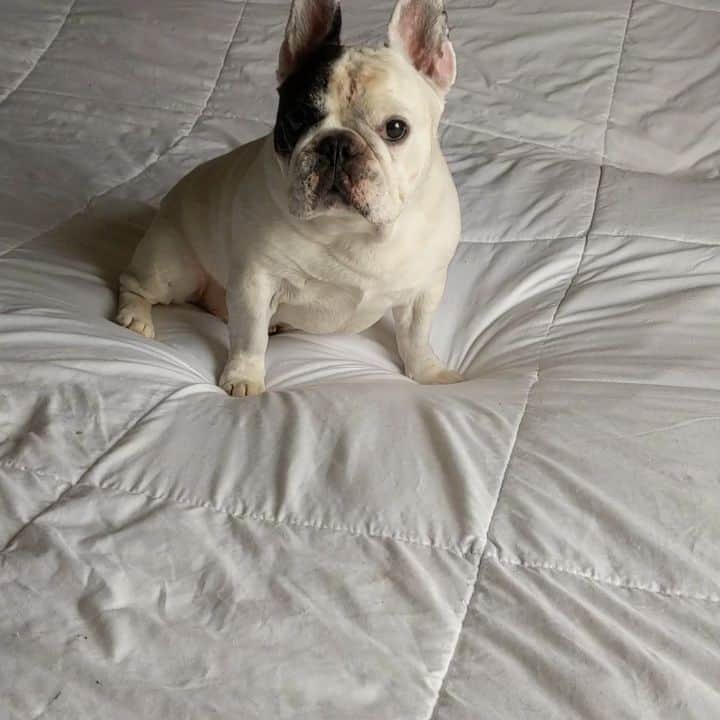 Manny The Frenchieのインスタグラム：「Sundays are for chewing footballs! Did I get that right?! 🤔😉🏈 #gameday」