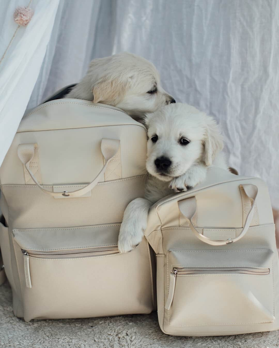 Kapten & Sonさんのインスタグラム写真 - (Kapten & SonInstagram)「'All you need is love and puppies.' 🐶 Do you agree? The loves are cuddling in our backpack Bergen "Sandstone" in normal and kids size. So adorable! 💛 @clari_calahari #bekapten #kaptenandson⁠ .⁠ .⁠ .⁠ #backpacks #kidspackpacks #puppy #puppies #dogs #dogsofinstagram #lovedones #allbeige #inspiration #love #cuties #doglove #goldies #goldenretriever」9月28日 4時01分 - kaptenandson