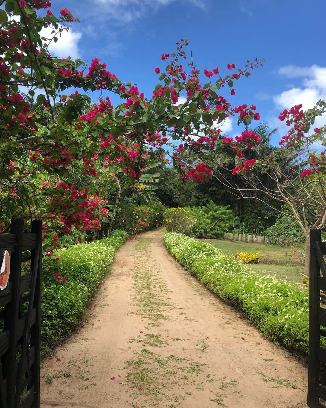 Ricardo Baldinさんのインスタグラム写真 - (Ricardo BaldinInstagram)「Welcome spring 🌺 @sitiopontabaleia #primavera」9月28日 5時02分 - rbaldin