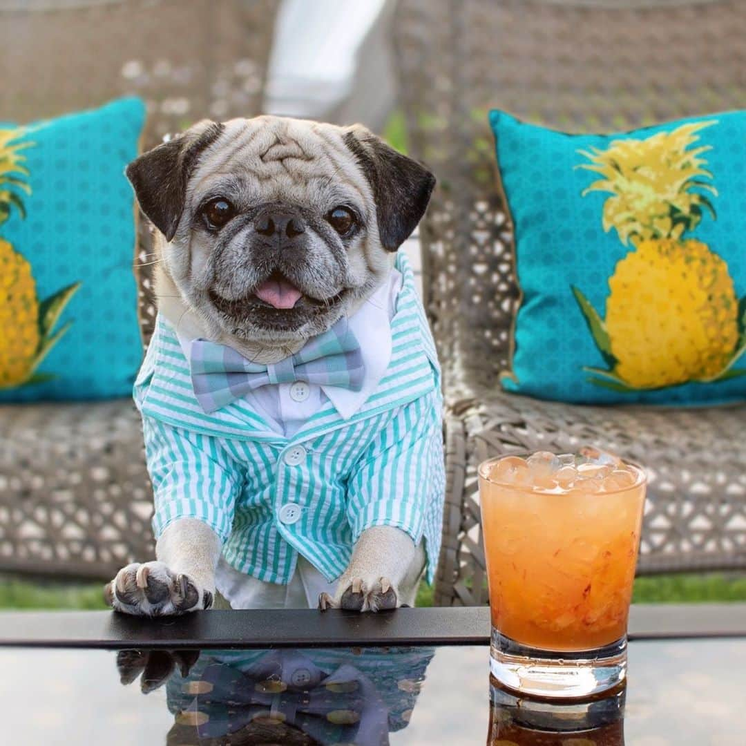 ロッコさんのインスタグラム写真 - (ロッコInstagram)「Support day drinking, it’s what Rocco would have wanted 😉 Clothing by @thestylishbisou  Peach Caipirinha 1 oz fresh lime juice 3 ripe peach slices  2 oz Cachaça (I used Ypioca Ouro) 1/4 oz simple syrup 1/4 passion fruit syrup Muddle peach slices with lime juice, simple syrup, and passion fruit syrup. Add cachaça, stir, and fill glad with ice.  #roccothepug #pugtender #barktender #pug #puglife #pugstagram #pugsofinstagram #dogsofinstagram #weeklyfluff #theweekoninstagram #austindogs #dogsofbark #teampixel #atx #buzzfeedanimals #imbibe #happyhour #cocktails #craftcocktails」9月28日 5時09分 - roccothepug