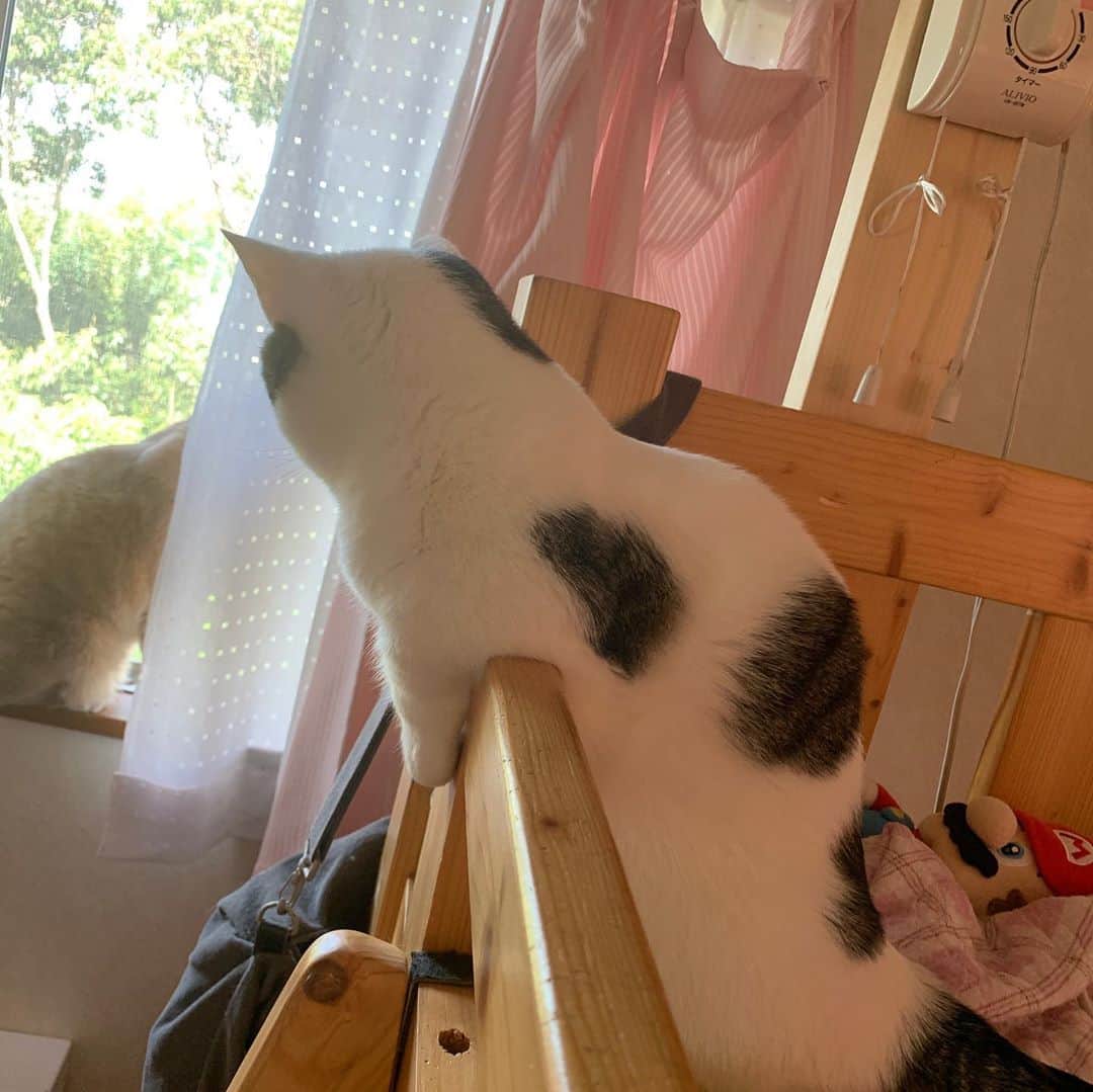 ひのき猫さんのインスタグラム写真 - (ひのき猫Instagram)「お外見える？」9月28日 14時48分 - hinoki.cute.kitten