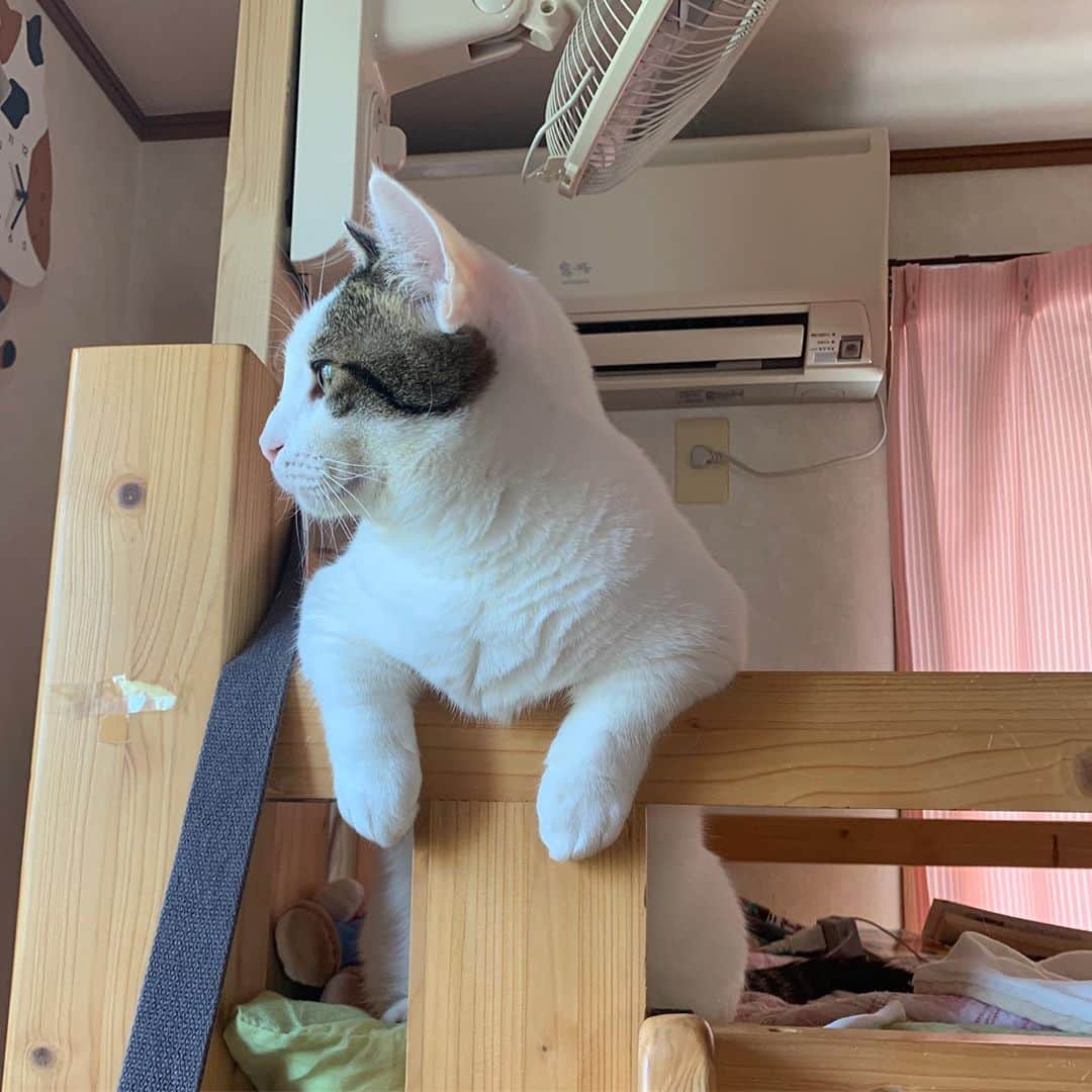 ひのき猫さんのインスタグラム写真 - (ひのき猫Instagram)「お外見える？」9月28日 14時48分 - hinoki.cute.kitten