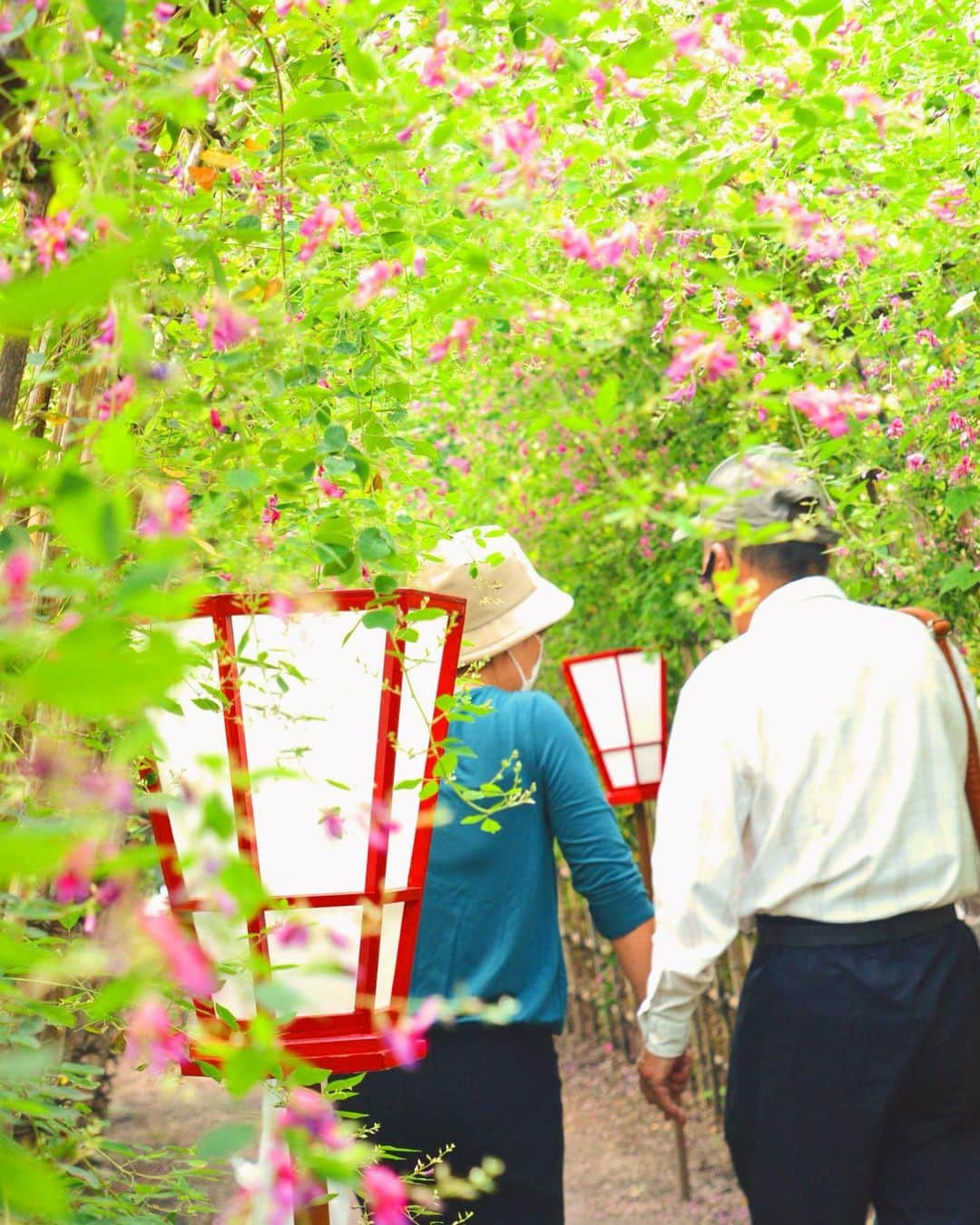 墨田区さんのインスタグラム写真 - (墨田区Instagram)「いつまでも仲良し🥰  #向島百花園の萩のトンネルが見頃 #夫婦仲良し #向島百花園　#萩　#萩のトンネル　#ハギ #花好き #花好きな人と繋がりたい #墨田区　#すみだ #hagi　#sumida　#tokyo　#follow」9月28日 15時01分 - sumida_official