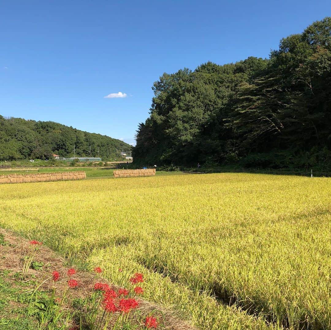 櫻井リヤのインスタグラム：「いい季節に来る事ができた。彼岸花が美しい#横浜市青葉区」