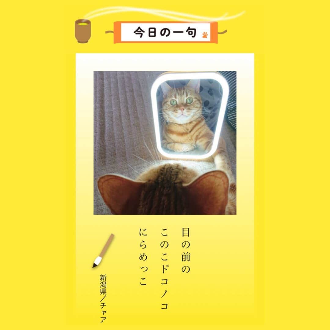 ドコノコのインスタグラム