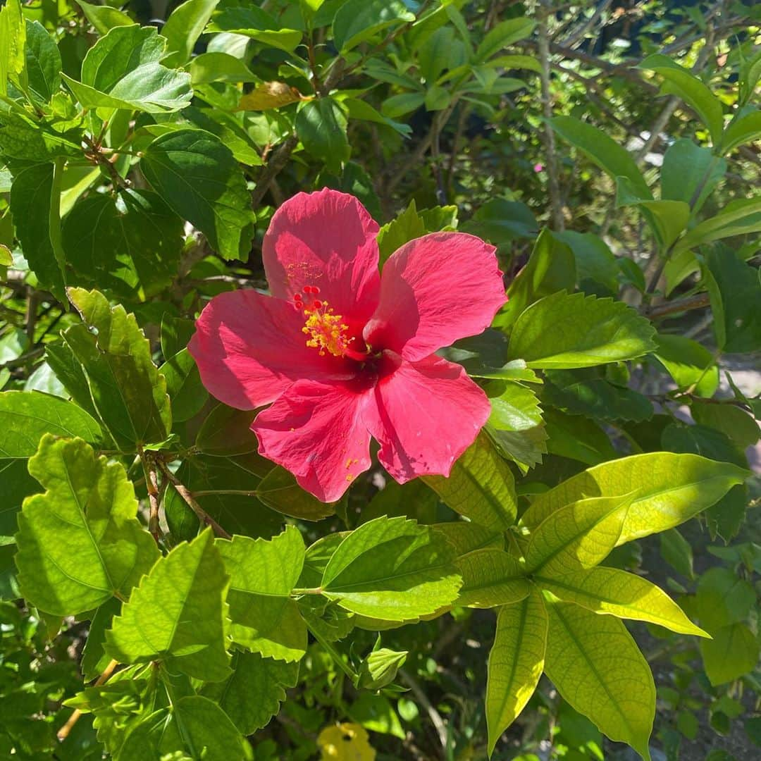 モーガン茉愛羅さんのインスタグラム写真 - (モーガン茉愛羅Instagram)「🌺🌺🌺🌺」9月28日 15時15分 - malaciel