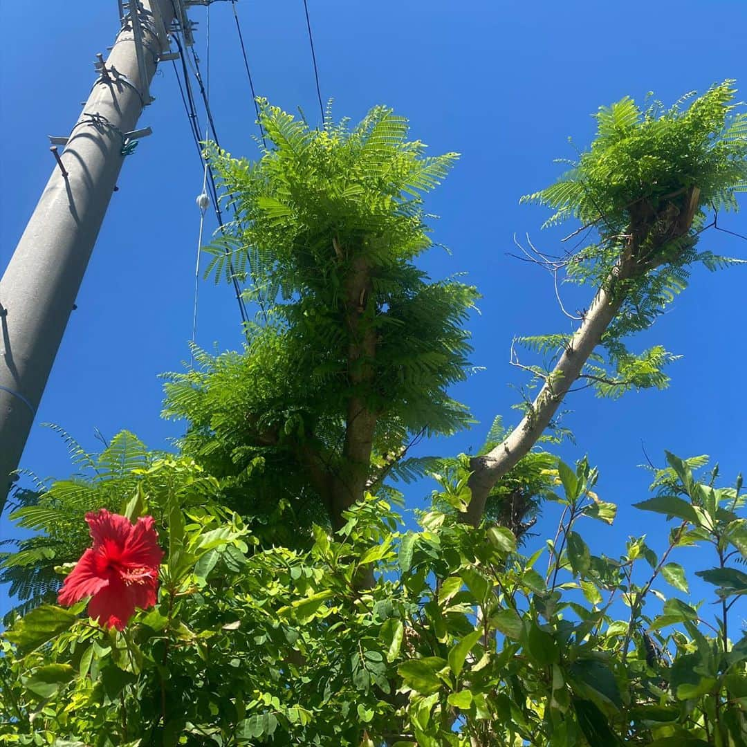 モーガン茉愛羅さんのインスタグラム写真 - (モーガン茉愛羅Instagram)「🌺🌺🌺🌺」9月28日 15時15分 - malaciel