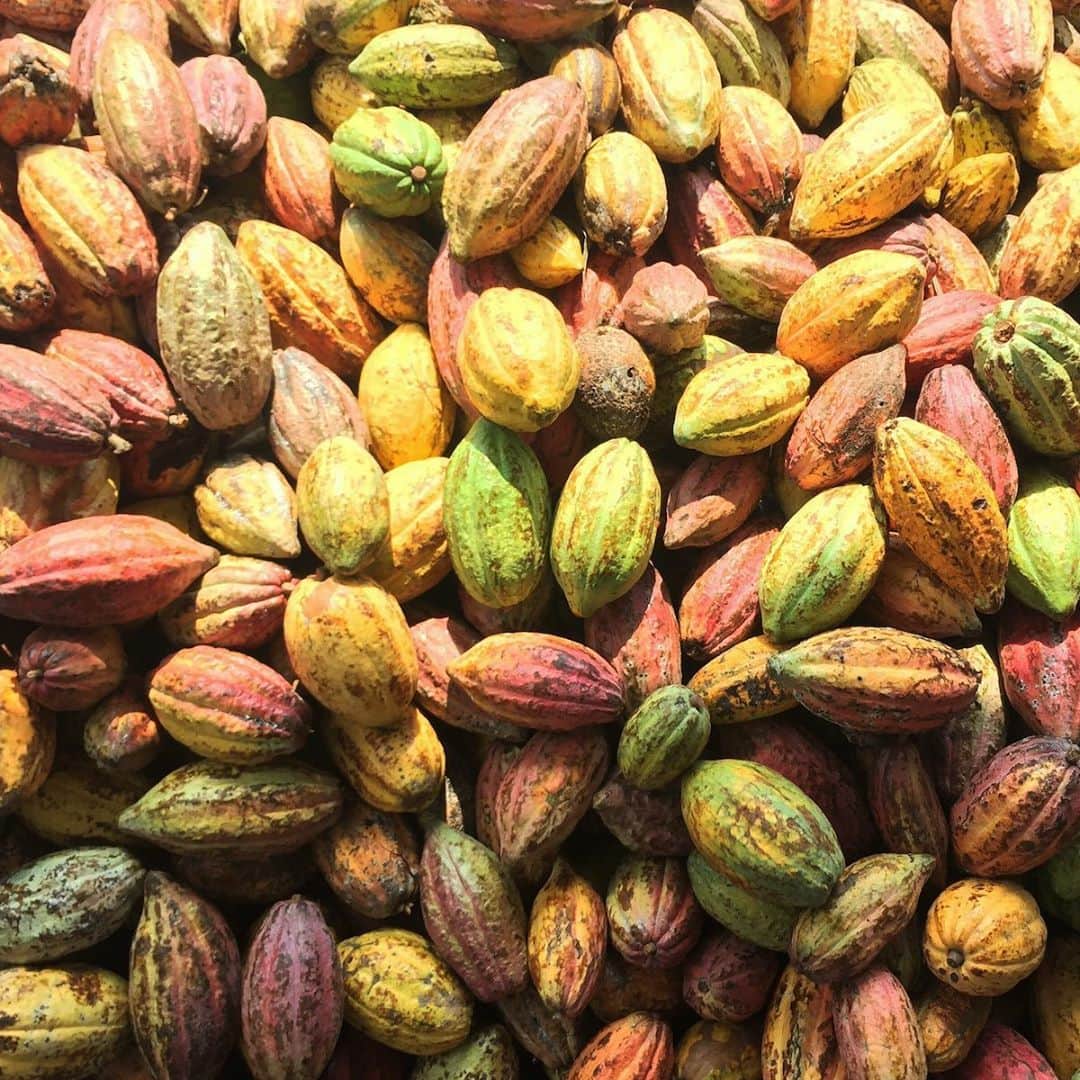 ダンデライオン・チョコレート・ジャパンのグルメインスタ