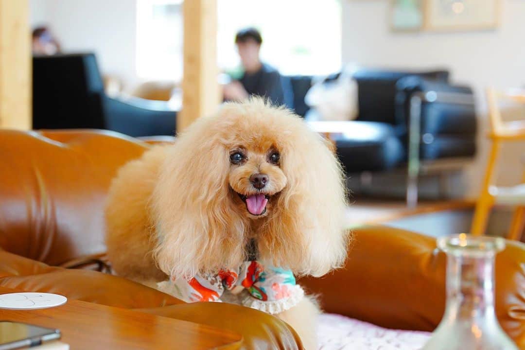 Toypoodle Mikuru?Asakusa Tokyoのインスタグラム：「🍁みくる秋の合宿連休 Part ❷ 20200920 Sunday. . 合宿2日目は、バレリーナなめママ @namecomummy のお稽古。 カメラ持ってガッツリ見学にしたいと申し出ましたが、頑なに拒否されました🈲 と、いうことで、なめパパ @namecopapa と仲良く長瀞酒造へ行ってきました😄 その後、お稽古終わったママをpickupしてlunchしましたよ✨ . ❶ 今回二度目のcafé♥️ みきゅるんもご機嫌 ❷ ソファーも広いので まったりと ❸ 私はガーリックシュリンプとケーキ🍰 ❹ マクロおばちゃん @namecomummy 撮影してます😂 ❺ みきゅるん寝ちゃいました💤 ❻-➓ 長瀞酒造 . caféのガーリックシュリンプライスがとても美味しくて、これは絶対家庭では出せない味だなぁ...と思っていても作るわけないですよ😂 長瀞酒造では、まだ蔵元でのみしか販売してないとのことで、試飲してお土産と自分用に購入しました🍶 都内でも買えるようになるといいなぁ🥰 . 3日目に続く🔜 . #みくる秋合宿 #長瀞 #藤崎そうべえ商店 #ハイル」