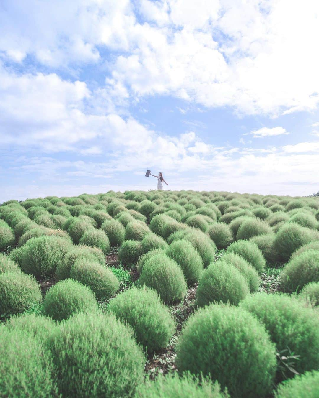 ももせゆきさんのインスタグラム写真 - (ももせゆきInstagram)「🌳🍃🌱  懐かしのみどりコキアの丘♡ 関西にもコキア沢山の場所ないのかなー？？  🌳🌳  @portraits_almost_daily  THANKS😊  🌳🌳 ・  #beautifuldestinations #IG_PHOS#japan_daytime_view #絶景 #コキア #genic_mag#instagram#IGersJP #retrip_nippon #hubsplanet  #カメラ女子 #カメラ好きな人と繋がりたい #visitjapanjp#ファインダー越しの私の世界 #inspiring_shot #tokyocameraclub #awesome_earthpix  #タビジョ#art_of_japan_ #bestphoto_japan#earthpix #whim_member #wonderful_places # #thetunneloflove #earthfocus #japan_of_insta#lovers_nippon #写真撮ってる人と繋がりたい#team_jp_」9月28日 7時29分 - momoyu1125