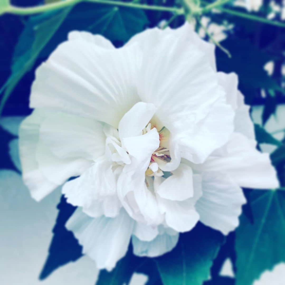 中野敬久さんのインスタグラム写真 - (中野敬久Instagram)「#flower #flowersoflife #white #hope #neighborhood」9月28日 8時11分 - hirohisanakano