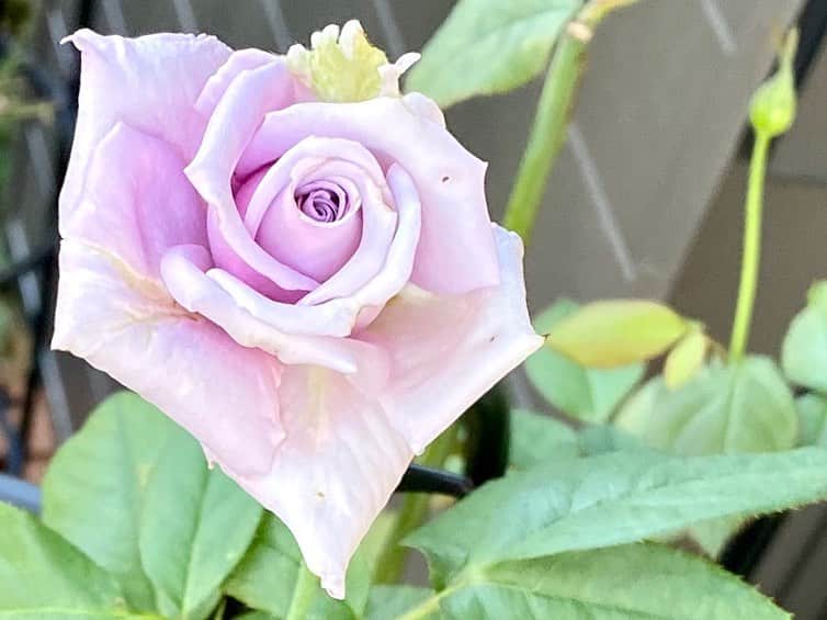 岡部晴彦のインスタグラム：「#バラ日記 #roses 152日目　早朝　晴れ  ブルーピリオド イングリッドバーグマン ×3 フランソワーズゴジャール  ローズヒップ バレリーナ アルティシモ×2  #roses🌹 #rosestagram #rose  おはようございます」