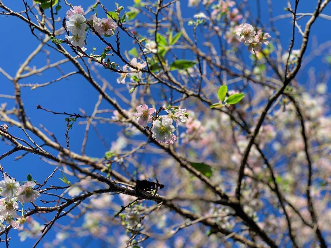 二宮愛のインスタグラム：「#goodmorning 🌞 ________________ 素晴らしい秋晴れ。 十月桜が雨露でキラキラしてました。  今日はレコーディング。 今週末のアップロードもお楽しみに🙋‍♀️ ________________ #十月桜 #ジュウガツザクラ #秋　#秋晴れ #おはよう」