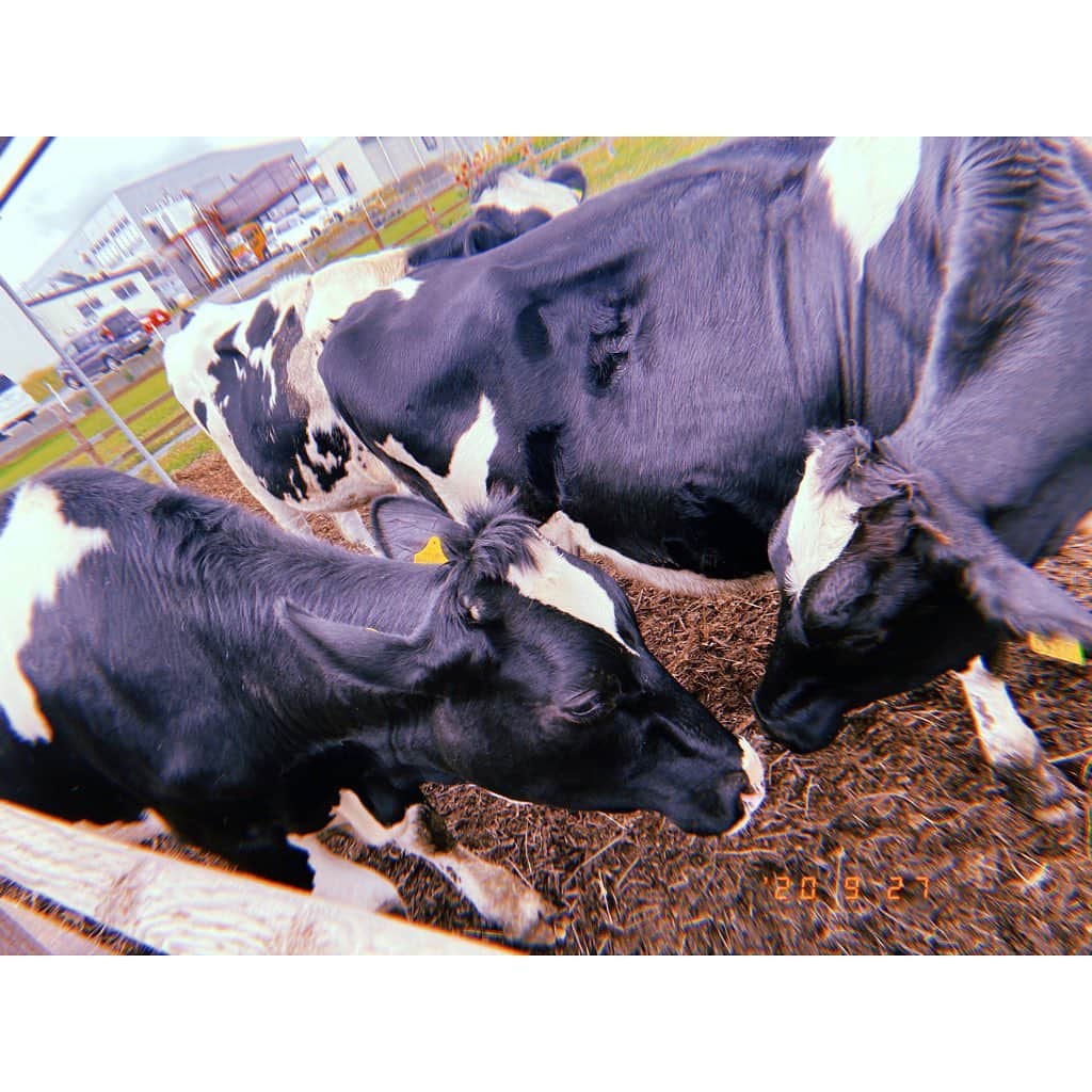 林唯衣さんのインスタグラム写真 - (林唯衣Instagram)「は〜〜〜牛可愛い♡と呑気に楽しんでいたはずの函館牛乳。この後は有名な坂とか？スイーツとか？と浮かれていたら「え、まって、カヌーの場所まで何分かかるっけ？」「ん？って、やば！もうこんな時間だったの！！予約時間に間に合わないかも！」とハプニング発生。たしかにここまで一切時計も見ずに楽しんでいた。倉田が気付くのがあと10分でも遅かったらカヌーに間に合わなかったくらい(しかも道を間違えて更に少し時間かかった。爆笑)だった。わはははは！ハラハラドキドキしながら車内で味わった函館牛乳のソフトクリームやミルクシェイク、今度はゆっくりのんびり味わおうね😂　#1枚めの写真の2人可愛い　#函館牛乳　#ハヤシ旅　@annaohmiya @ak503011」9月28日 8時57分 - yui__hayashi