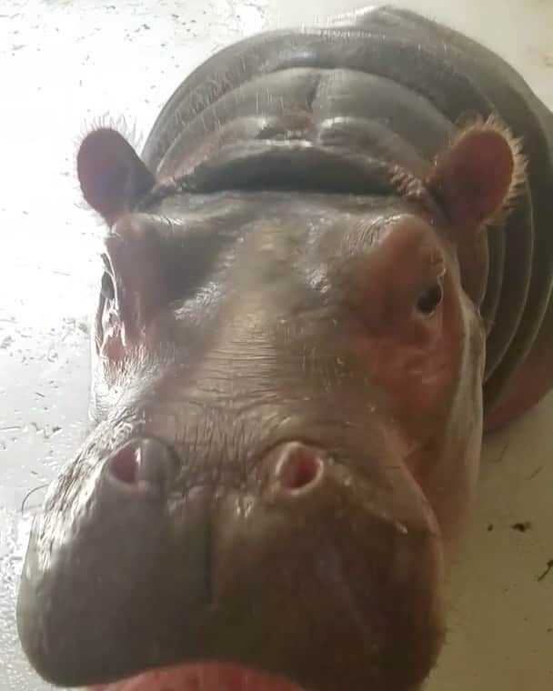のインスタグラム：「She still doesn't hippopotamiss a step. 🦛 #FloatyRiverUnit #HipHopAnonymous #SanDiegoZoo」