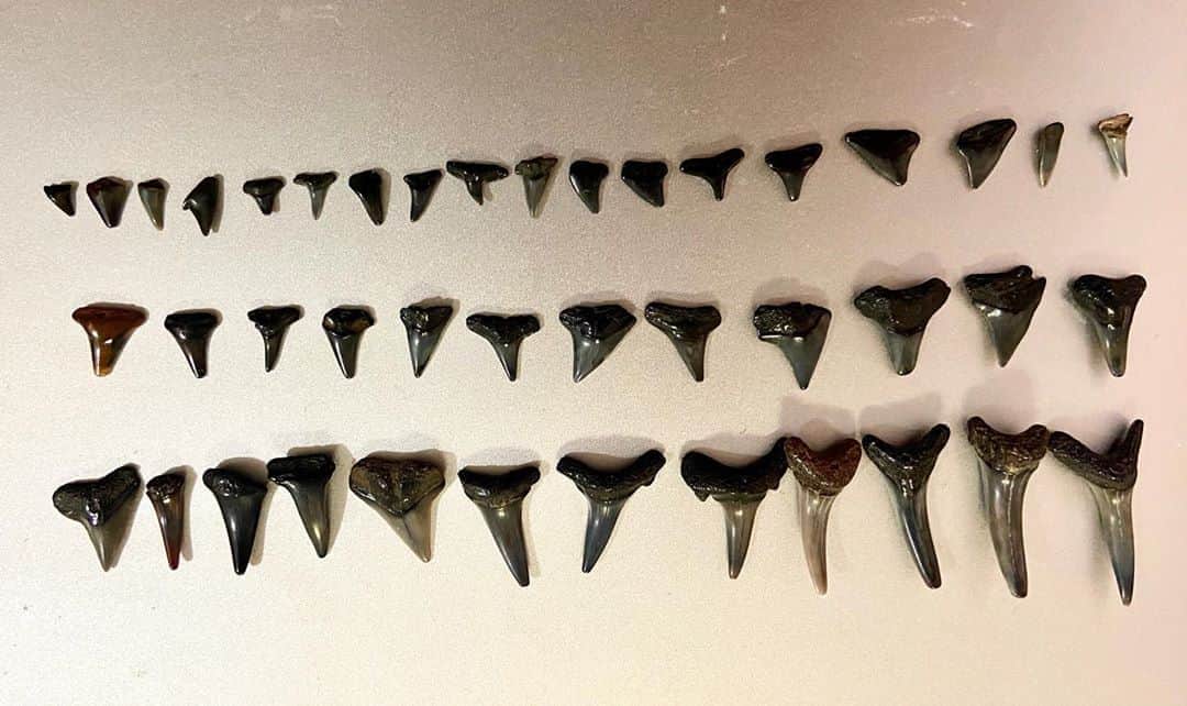 のインスタグラム：「My collection Sharks teeth!!🦈🦷🤣❤️ I have never seen sharks teeth when I was in Japan. Now, to find them is my hobby🤣Lucky item🍀✨ . . 【幸運をもたらすサメの歯のお話】 みなさん、日本の海岸でサメの歯見つけたことありますか？ 私は見たことがありません。  アメリカではサメの歯を見つけるといいことがあると言われています。 日本でいう四葉のクローバー的な？笑 小さい頃から貝殻集めが好きで、夏休みの宿題で提出していたほどです。 それでサメの歯探しにもハマって、完全に趣味化してます😂 すごい地味な作業なんだけど、見つけた時のテンションの上がりよう🤣中毒になる！ 大きいのから小さいのまで色々あって、色ツヤ具合も様々。 それでこんなに集まった‼️ すごいでしょ🤣 単純計算で10分に一つくらいのペースで見つかる。 背の順？歯の順？に並べてみました　笑 これだけ見つけたらめちゃくちゃいいことありそう😂 あると信じたい！ . . 悲しいニュースが多い世の中ですが、みなさまにハッピーなことが訪れますように🍀 という願いを込めて。 . . #jacsonville #Jags #jaguars #gojags #roar #theroarofthejaguars #theroar #nfl #cheer #cheerleader #nflcheerleaders #america #americandream #duval #duuuval #チア #アメリカ生活 #チアリーダー #夢 #挑戦 #意志あるところに道は開ける #challenge #chance  #自己肯定感 #笑顔 #sharksteeth」