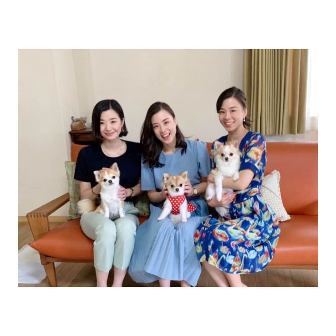 のインスタグラム：「ℍ𝕚𝕣𝕠𝕤𝕙𝕚𝕞𝕒... . . . 先日、家族で広島へ❤︎ 羽夢を連れて…チョコままと姉のミニーちゃんにご対面🧡 3匹とも、とっても嬉しそうだったので今度動画にまとめて投稿しようと思います🐶  2枚目は私が抱っこしているミニーちゃんです‼︎‼︎ ふわっふわで本当人懐っこくておっとりしていて可愛いです🥰  #広島 #宮島 #トラベラー #ルンルンツアー#犬 #dog #わんこ #cute #チワワ #happy #愛犬 #love #dogs」
