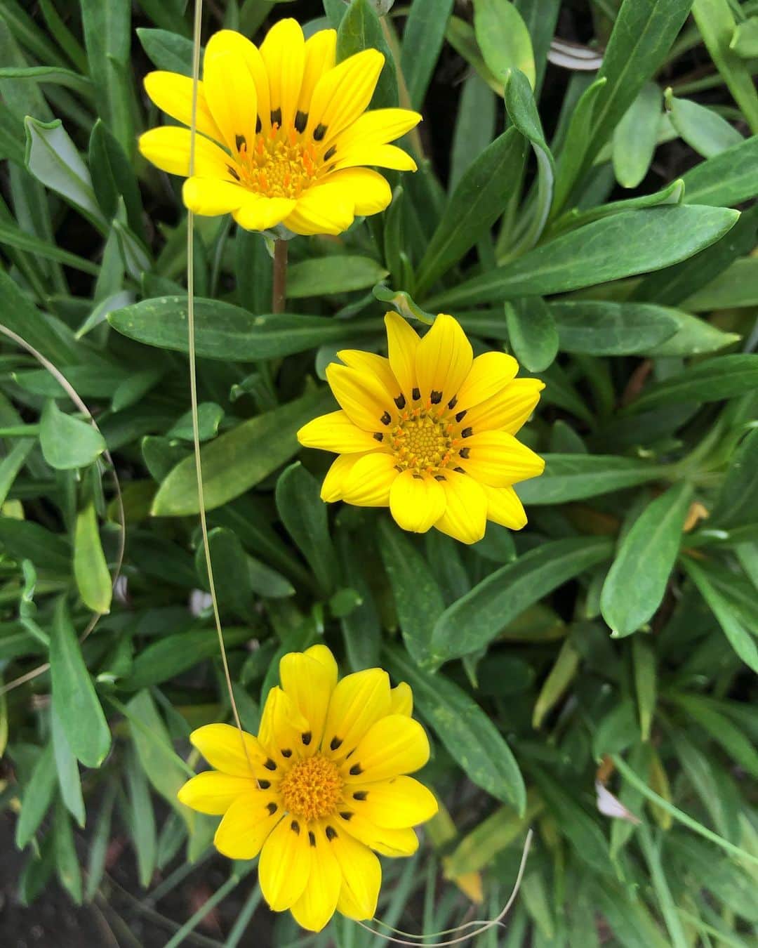 竹川美子のインスタグラム：「ガザニアの花☘️ #ガザニア #別名クンショウギク #春から秋に咲く #黄色 #道端 #花言葉 #あなたを誇りに思う #きらびやか #潔白 #ガーベラに似た花 #癒し」