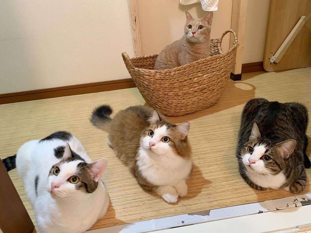ひのき猫さんのインスタグラム写真 - (ひのき猫Instagram)「あとひまわりがいれば！  やっぱり洗面所が一番集まりやすいです。  でもひまわりは、お風呂掃除にあまり興味なしなので、  5匹揃ってが難しいです😅  ・ ・ ・ #ひのき猫 #5匹揃って #かわいいねこ #ねこ #ひのき #秀吉 #豆大福 #オデコ #ひまわり #猫部 #猫のいる生活 #cat #catstagram #cutecat」9月28日 9時40分 - hinoki.cute.kitten