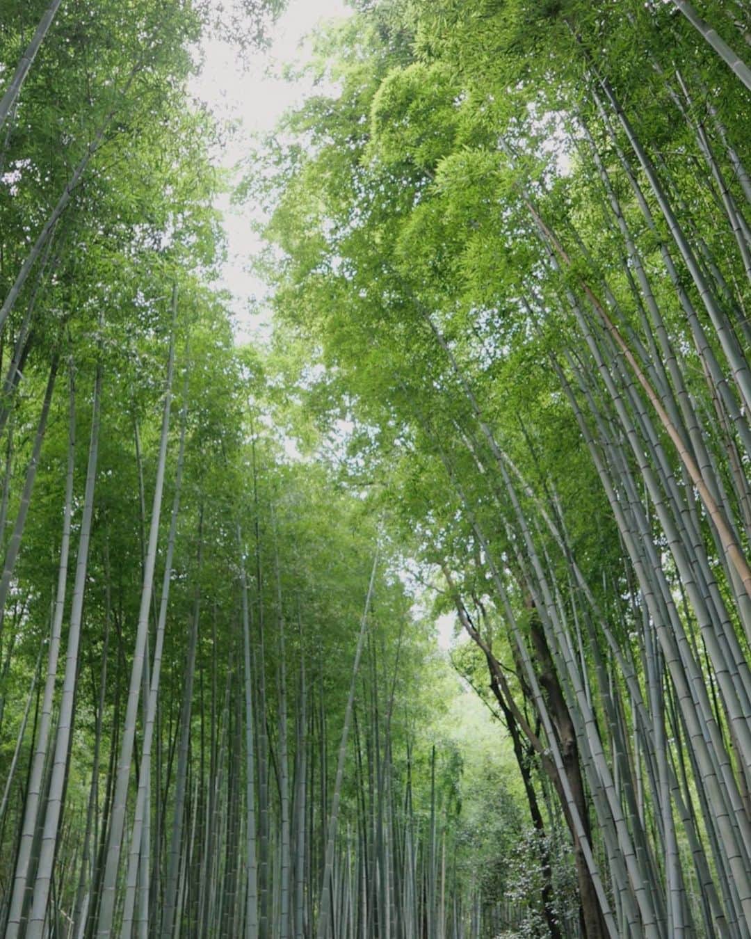 中川珠里さんのインスタグラム写真 - (中川珠里Instagram)「.﻿ 京都はまだまだとても暑かったけど﻿ この道に入ったら涼しくて気持ち良かった🙂﻿ ﻿ ザワザワとした音に癒された〜﻿ 台風がきたら大丈夫なの❔と﻿ ちょっと心配にもなりました笑﻿」9月28日 9時55分 - juri1104