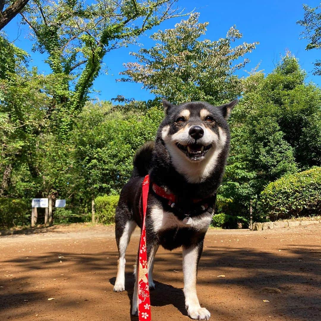 vo_coのインスタグラム：「☀️ 久々の青空、秋晴れ！ 夏の名残のツクツクホーシがまた鳴いてるけど、果たしてお相手はまだいるのか？ かと思えば公園にはもう銀杏とかどんぐりとか転がってて今年は夏から秋への移り変わりが早いね〜 * #shibastagram #instashiba #shiba #shibainu #黒柴 #柴犬」