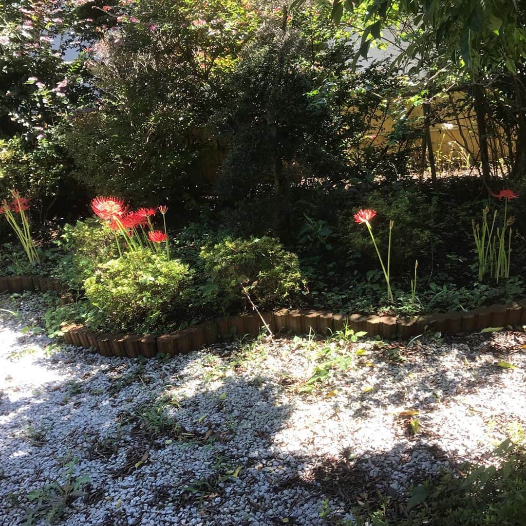 紫栄庵のインスタグラム：「横浜の古民家「紫栄庵」のお庭に彼岸花。これから、満開になります。造花も200本以上あり、皆さんお庭に植えて撮影、楽しんでいます。  #コスプレ　#鬼滅の刃　#ドラマ　#制作会社　#CM撮影　#古民家　#和風スタジオ」