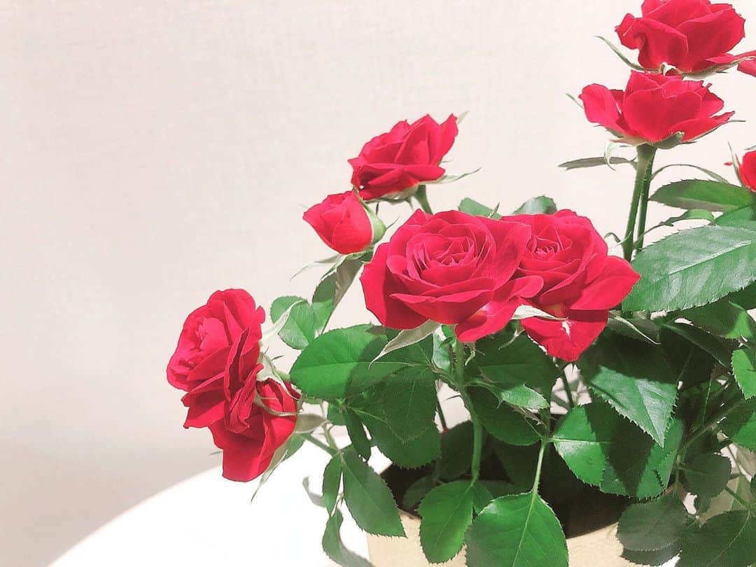 ダレノガレ明美さんのインスタグラム写真 - (ダレノガレ明美Instagram)「寝室にはバラを…🌹」9月28日 10時15分 - darenogare.akemi