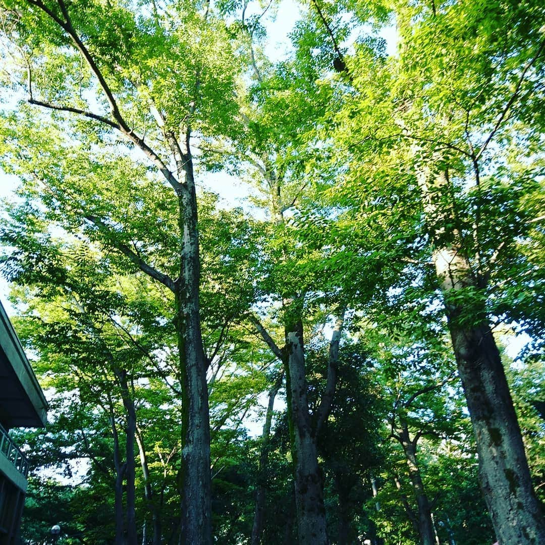 愛華みれさんのインスタグラム写真 - (愛華みれInstagram)「大國魂神社🎵に、、、  ふらり、散歩‼️😍なんかやってる☺️⤴️⤴️  燈籠🎶わぁーい💗いいね  最後は、独り占め‼️🐕のここる、❤️走って、、😁だったけど💦💦  ここる、は、、  お臭いに😁夢中‼️  秋風が、気持ち良かったね～🎵」9月28日 10時47分 - mireaika