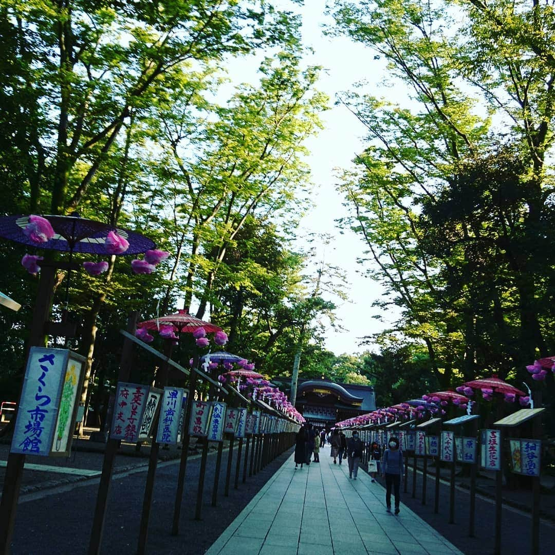 愛華みれさんのインスタグラム写真 - (愛華みれInstagram)「大國魂神社🎵に、、、  ふらり、散歩‼️😍なんかやってる☺️⤴️⤴️  燈籠🎶わぁーい💗いいね  最後は、独り占め‼️🐕のここる、❤️走って、、😁だったけど💦💦  ここる、は、、  お臭いに😁夢中‼️  秋風が、気持ち良かったね～🎵」9月28日 10時47分 - mireaika