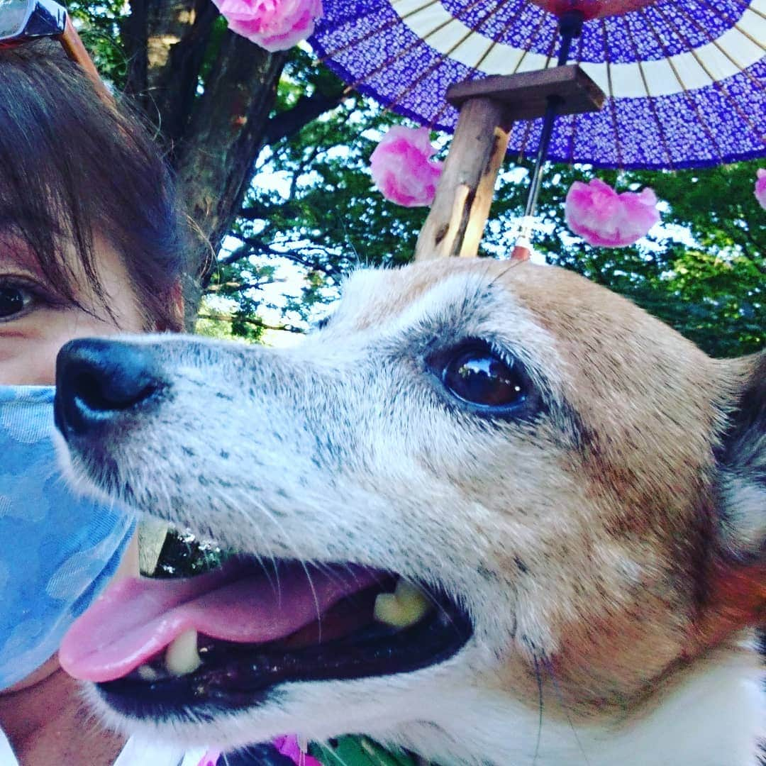 愛華みれさんのインスタグラム写真 - (愛華みれInstagram)「大國魂神社🎵に、、、  ふらり、散歩‼️😍なんかやってる☺️⤴️⤴️  燈籠🎶わぁーい💗いいね  最後は、独り占め‼️🐕のここる、❤️走って、、😁だったけど💦💦  ここる、は、、  お臭いに😁夢中‼️  秋風が、気持ち良かったね～🎵」9月28日 10時47分 - mireaika