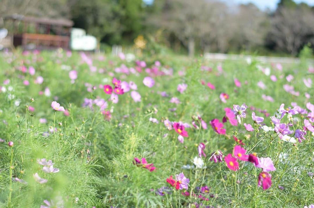 成田ゆめ牧場さんのインスタグラム写真 - (成田ゆめ牧場Instagram)「先日の台風に負けずコスモスが綺麗に咲いています！  ガラスハウス横第2農園にて。背の低いポニーという品種です。  現在、8割程の開花です☺️  #スクロールで動画もあります #台風の影響で少しだけ曲がってしまった部分があります #コスモス  #詳しい開花状況はHPまたはお電話でお問い合わせください #詳しくはhpで  #コスモス畑 #成田ゆめ牧場 #ゆめ牧場 #牧場 #千葉県 #成田 #おでかけ  #牛乳 #ヨーグルト #ソフトクリーム #花畑 #naritadreamfarm #farm #farmstagram #flower」9月28日 16時29分 - yumebokujo