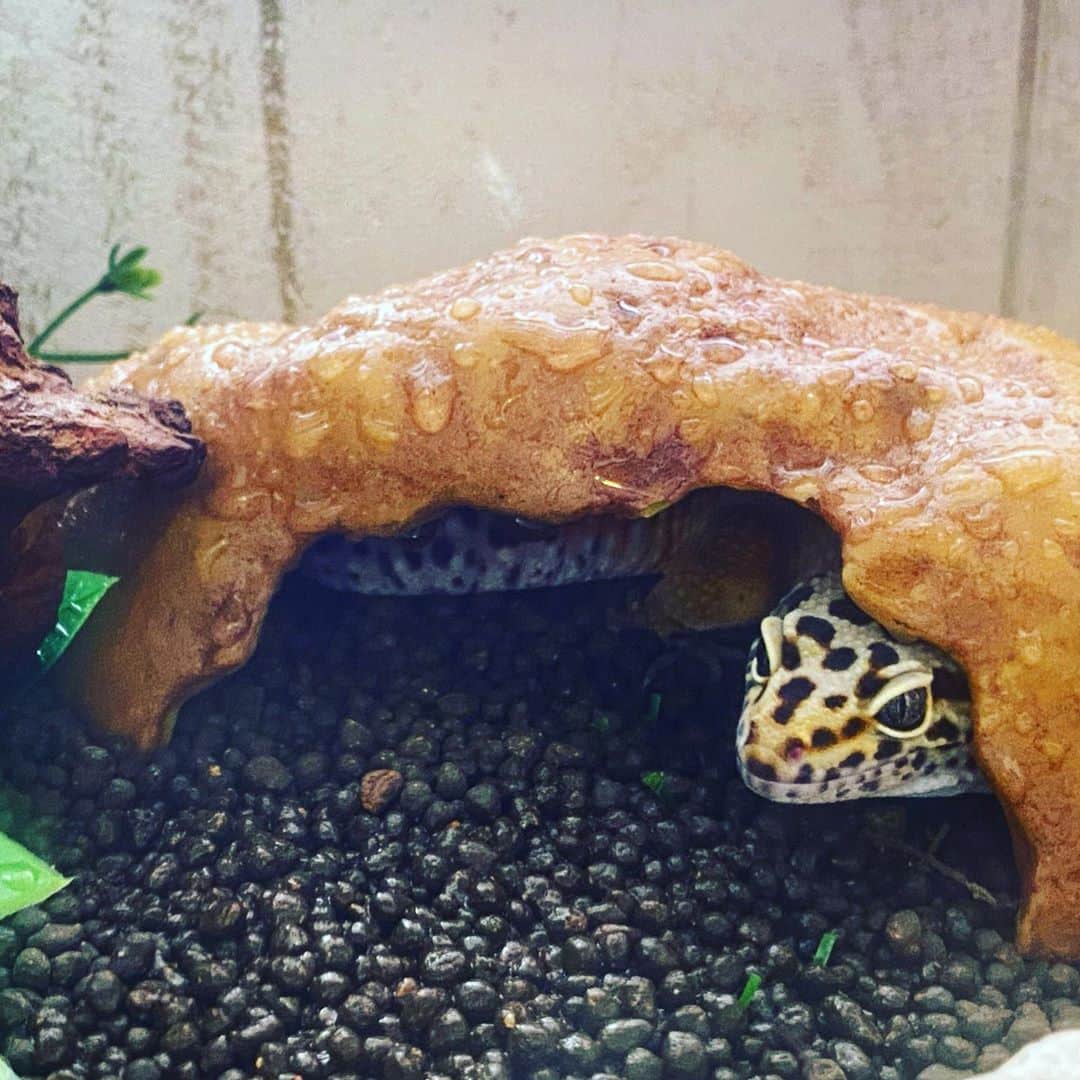 安倍吉俊のインスタグラム：「ヒョウモンのケージに少し霧吹きで水をかけたらすすっと家に入って外を伺っている   #ヒョウモントカゲモドキ #レオパ #爬虫類」